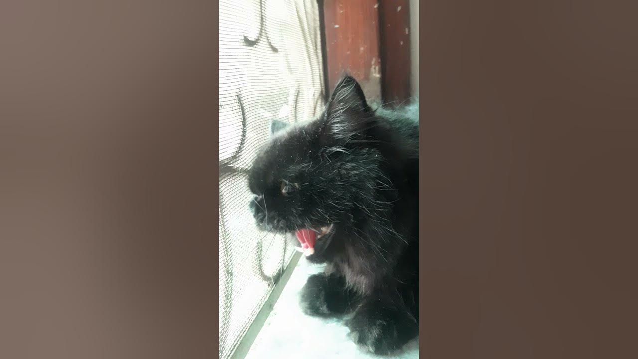 My cat hisses at stray kitten | Cat hisses at other cat outside | My