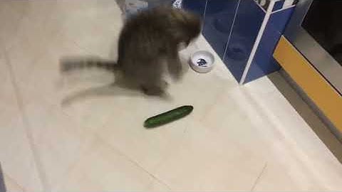 Funny cats scared of cucumbers - cat vs cucumber compilation