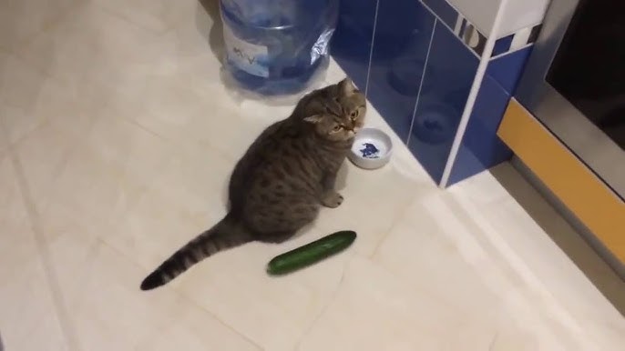 That'S Why Cats Are Afraid Of Cucumbers - Youtube