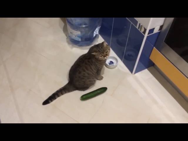 Epic Funny Scared Cats Compilation! Epic Funny Cats! 