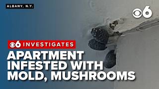 Apartment infested with mold, mushrooms