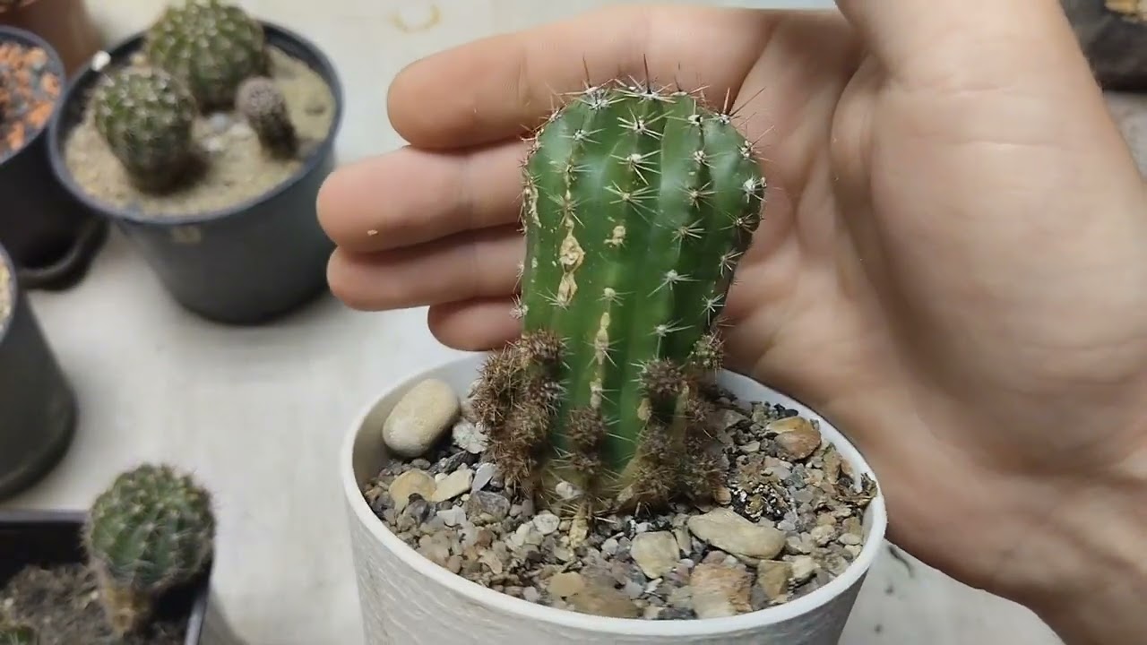 Результаты эксперимента с грунтом для кактусов.