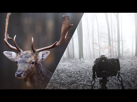 Video: European fallow deer: photo, description, lifestyle