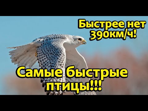 Видео: Летать со скоростью 390км/ч.Топ самых быстрых птиц.