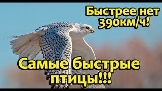 Летать со скоростью 390км/ч.Топ самых быстрых птиц.