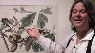 John James Audubon's Tour of the Birds of North America
