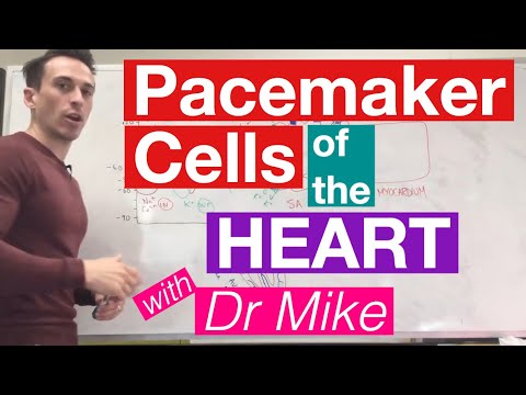 Видео: Зүрхэнд зүрхний хэмнэлийн эсүүд байрладаг уу?