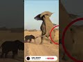Lion Grabs Baby Elephant 🦁🐘  Mother Strikes Back ⚡ #Shorts #Wildlife