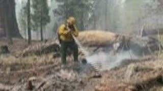 US firefighters work to protect trees from flames