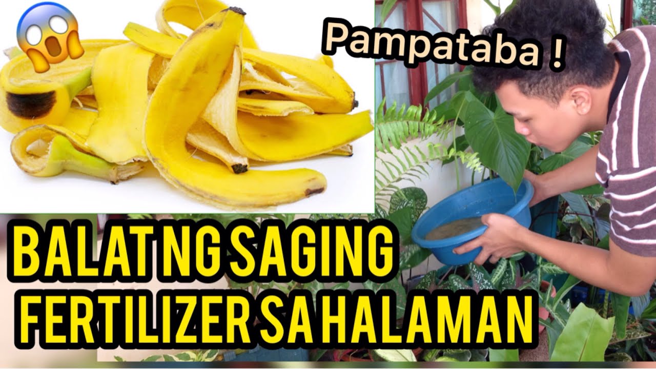 HOW TO USE BANANA PEEL AS FERTILIZER FOR PLANTS BALAT NG SAGING PWEDI