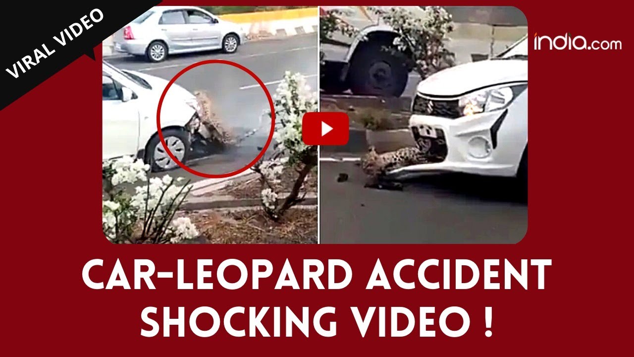 Shocking Viral Video: A Leopard Was Hit By A Car On Busy Highway, People Goes Angry On Internet