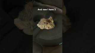 Meet the other new baby #cat #Kitten
Say hello to Geno Meet the other new baby #cat #Kitten