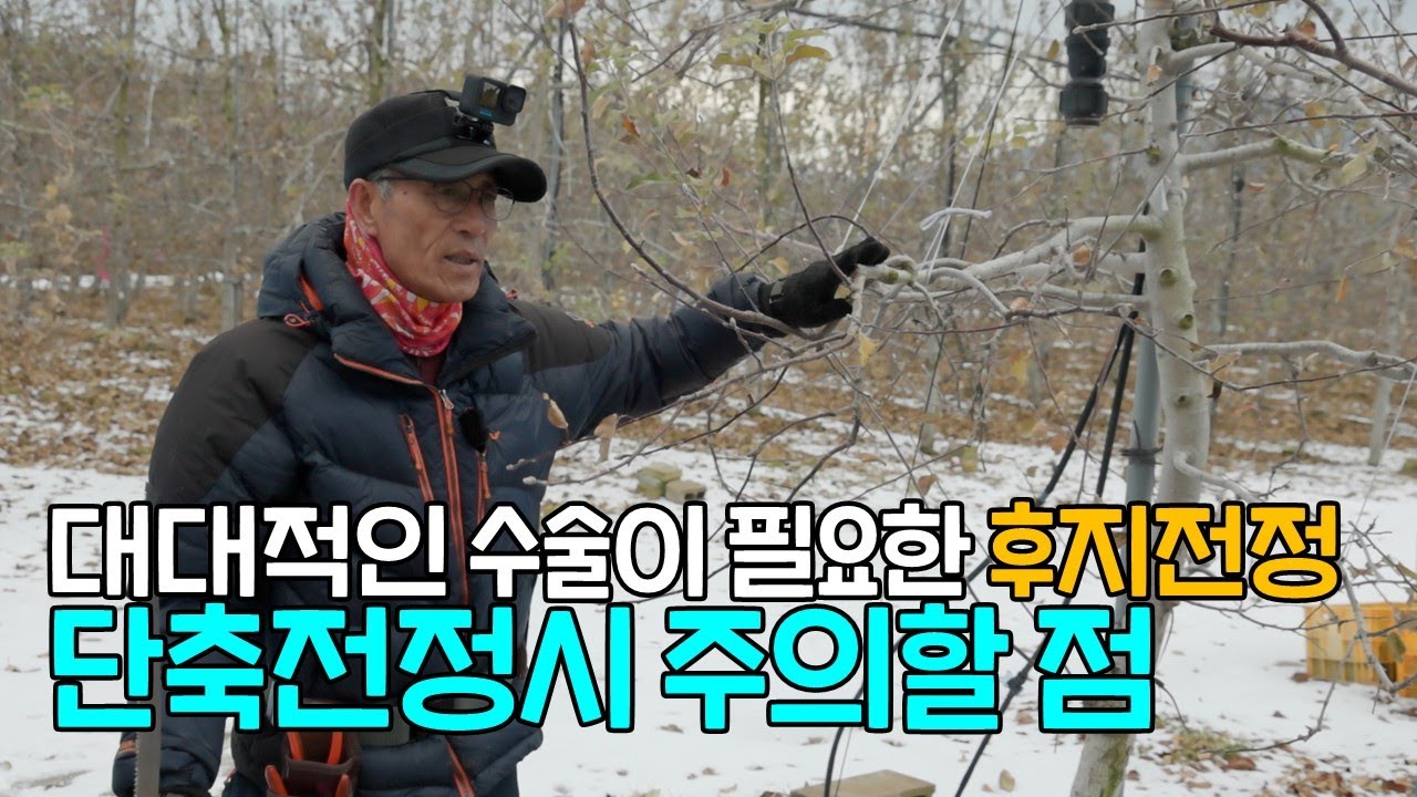 후지사과 겨울 전정 단축전정시 주의 할 점
