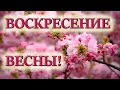 🌺ОЧЕНЬ КРАСИВЫЙ СТИХ К ПРАЗДНИКУ ПАСХИ!ХРИСТОС ВОСКРЕС! ПАСХА! КРАСЫВЫЕ СТИХИ.🌺