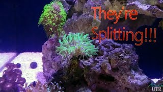 50 Gallon SCA Rimless Tank update #1