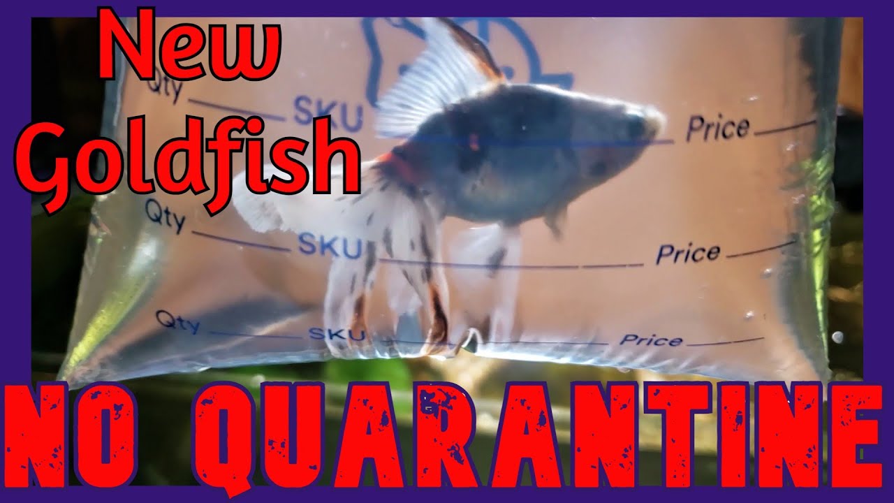 New Fancy Goldfish YouTube