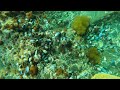 Diving for blue mussels