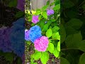 #東京 #夢の島 #夢の島緑道公園 #新木場緑道公園 #紫陽花