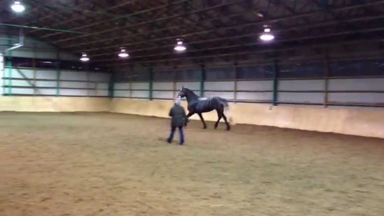 Willow training with Cassandre at Equinoxe barns