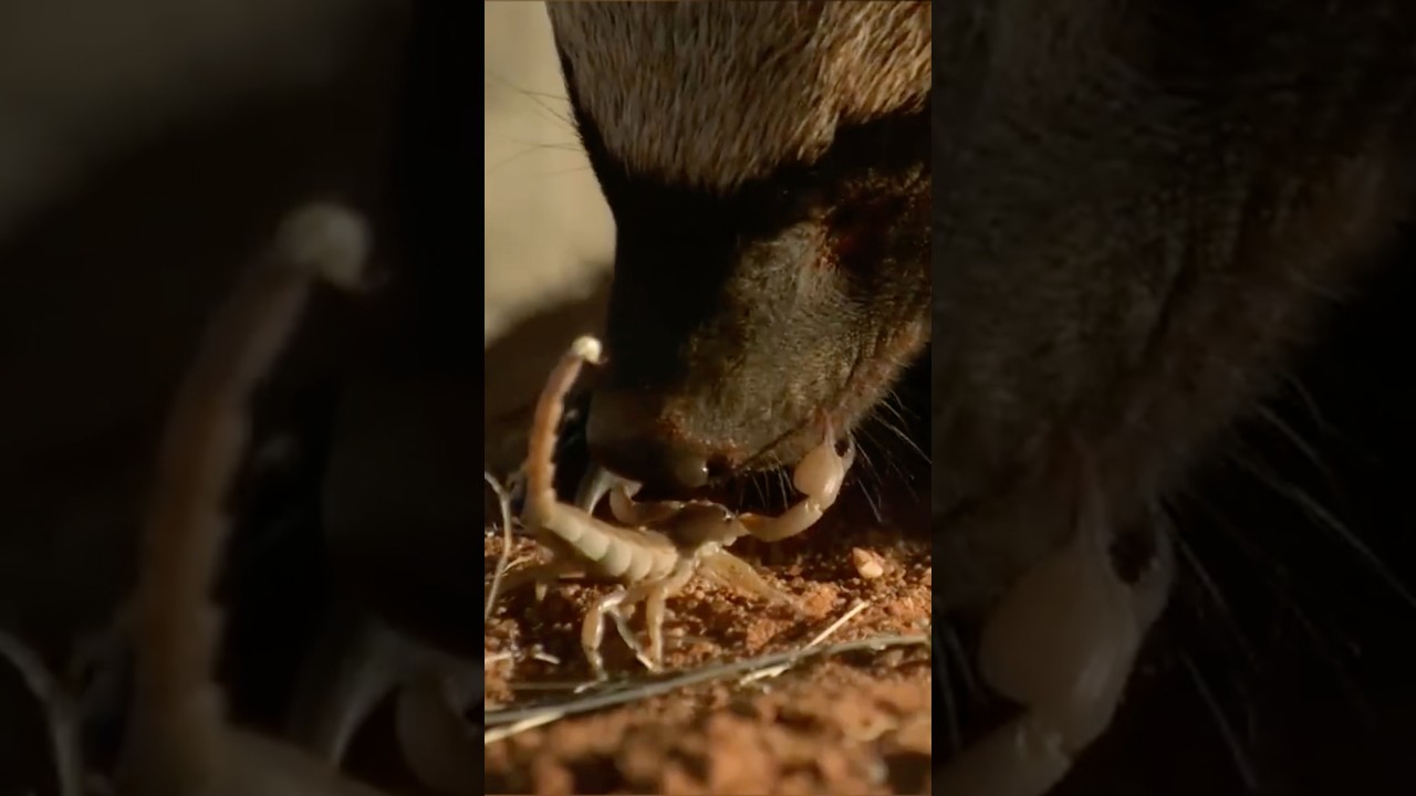 Are Honey Badgers Sting-Proof? #goodtoknow #medicine #educational #funfacts #lifehacks #survival