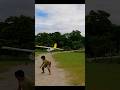 Largest RC Plane Landing #rcplane #airplane #land #hobby #bigplane