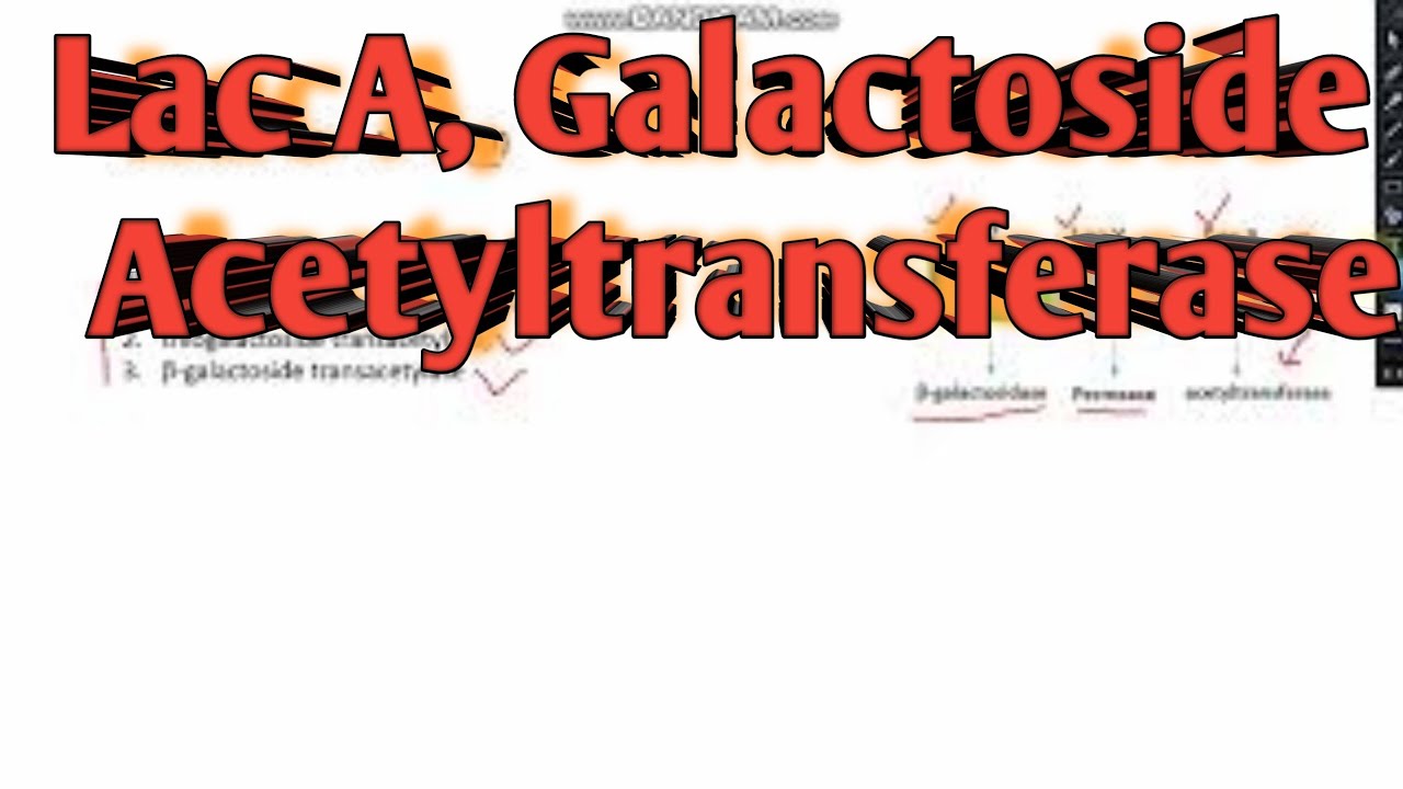 Lac A Galactoside acetyltransferase (GAT) ll CSIR-NET Life science ll xgene & proteinx
