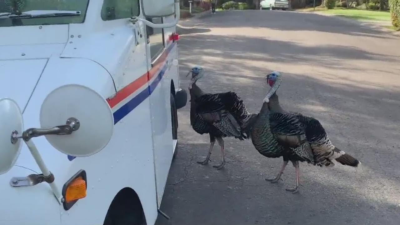 Postal Carrier Beats Aggressive Wild Turkey To Death After Being
