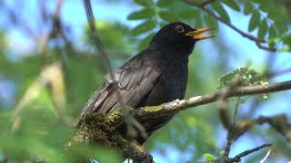 Beautiful Koel Sounds , Beautiful Cuckoo Chirping and Singing screenshot 5