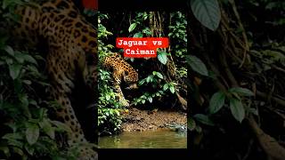 Jaguar vs Caiman  | Real Amazon Wildlife Battle Caught on Camera #shorts