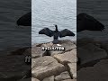 南芦屋浜で今でっかいコノシロがサビキ釣りで釣れる！アジとサバもパラパラと釣れてる！フィッシングマックス芦屋店