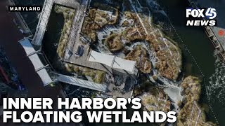 National Aquarium’s floating wetland transforms Inner Harbor