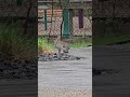 Same walk, different bunny #short #rabbit #bunny