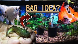 Bad Idea? Moving My Bullhead Fish To My Angelfish Tank.