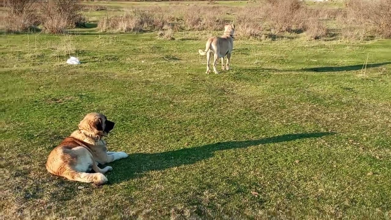 GİDER GİTMEZ DALAMIYOR DİYORLAR. PANZER KÖPEĞİ DALIYOR AMA SONRASINDA..? HEP Bİ BEDEL ÖDENİYOR. 