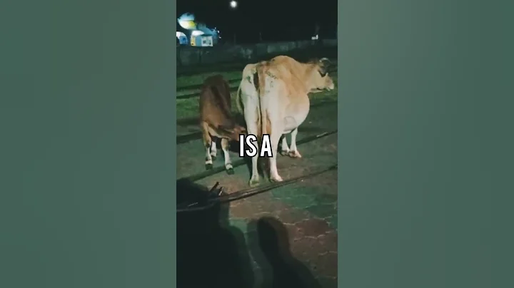 A Mother's Love(Cow feeding calf in a busy Railway Station)