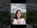 무화과나무 건강 키우는 법 🌱