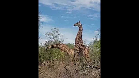 Любовь жирафов. Получилось?) / Giraffe love. Happened?) / #shorts