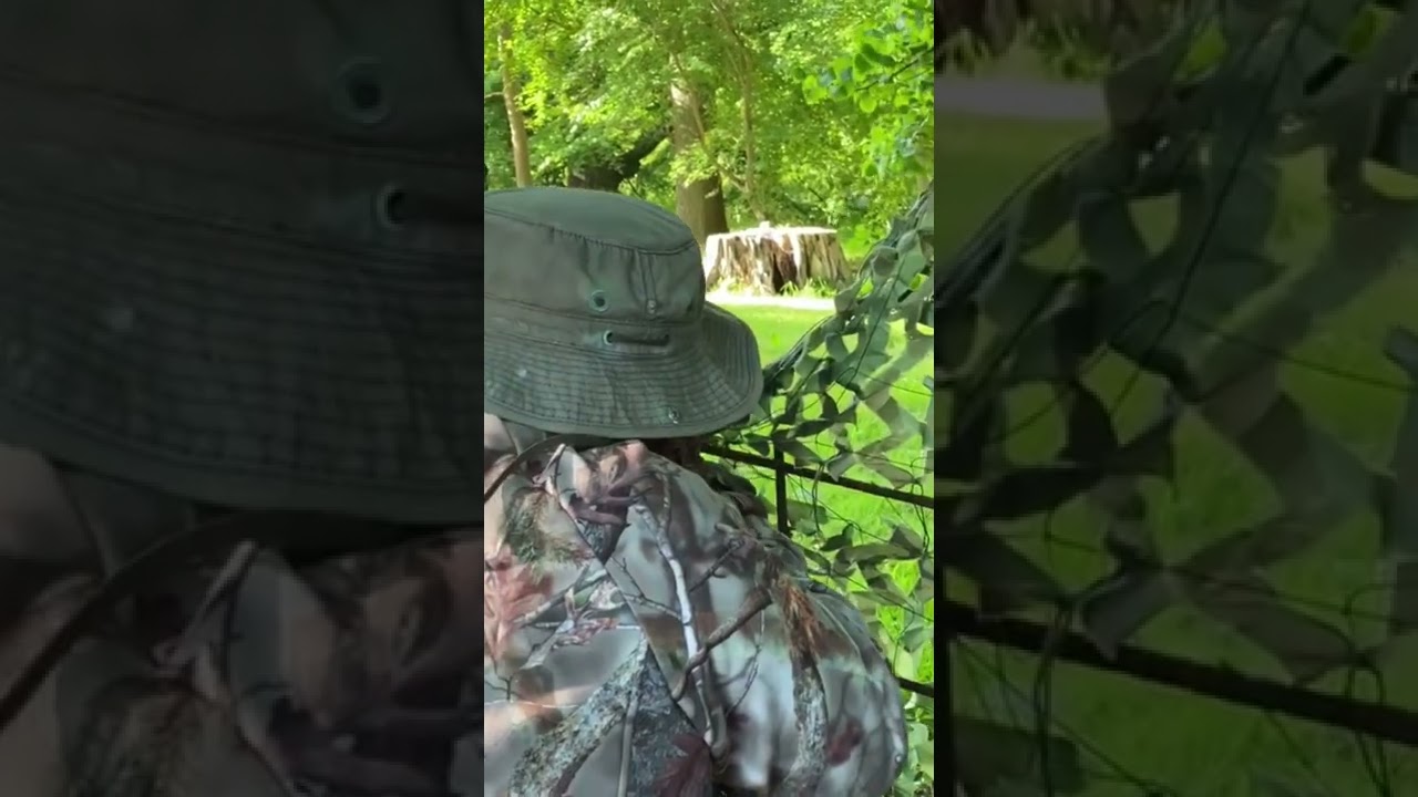 American Grey Squirrel Control in the UK with Airguns - Air Rifles