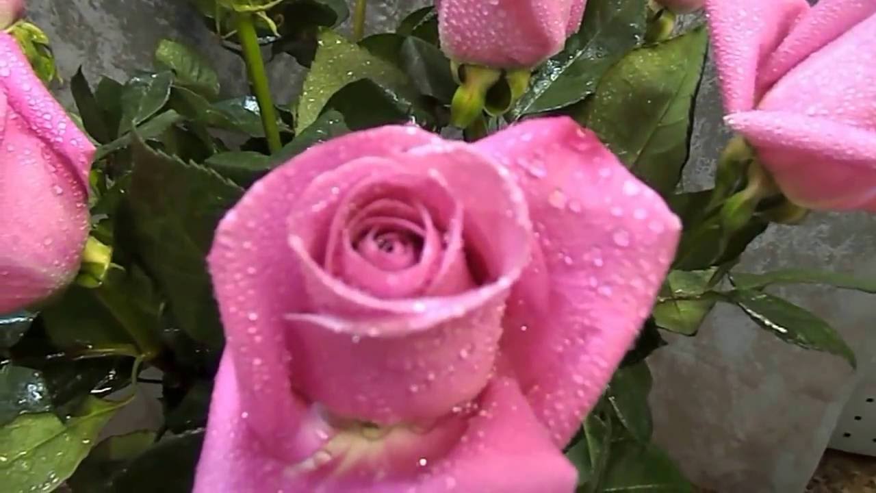 Soul роза эквадор Soul роза эквадор