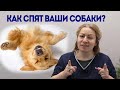 Поза собаки во время сна. Что это значит?