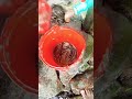 হাতে ধরা অনেকগুলো শিং মাছ#bdfishing #fishing #fish