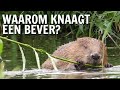 Waarom knaagt een bever? | De Buitendienst over de Bever