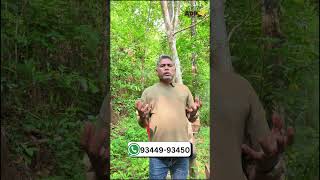 Natural Boomer.. 🐝🍯🎉#honeybees #honeycomb #beekeeping #honeybeeboxes