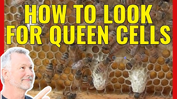 Beekeeping | What Are Drone Cells, Queen Cells & Worker Cells?