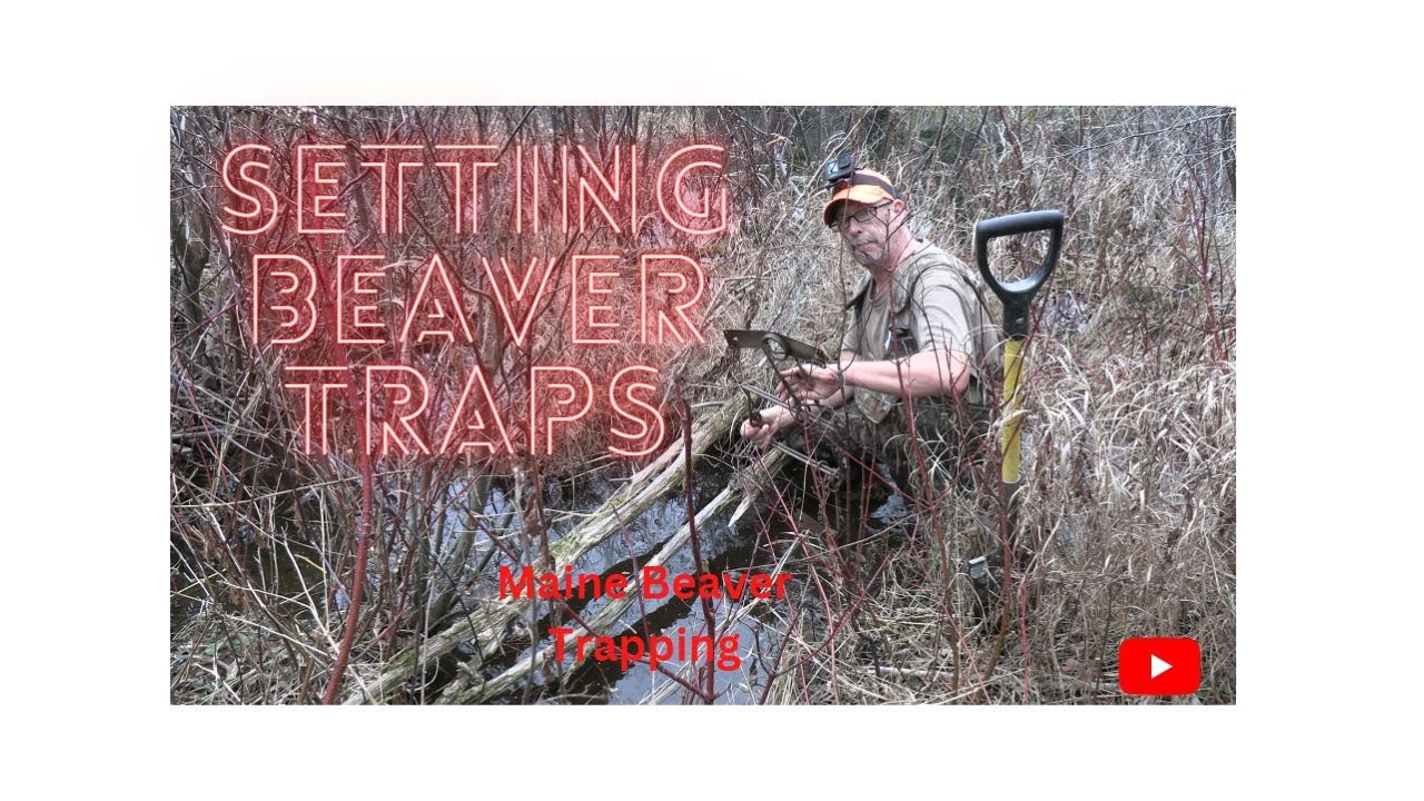 Setting Beaver Traps In Maine YouTube