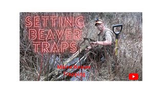 Setting Beaver Traps In Maine - YouTube