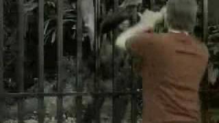 Monkey Comedy