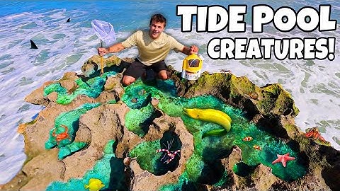 Finding EXOTIC Creatures Out of TIDE POOLS for My AQUARIUMS!!