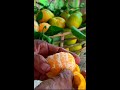 delicious mandarin smoothie morning refreshment |Traditional food home