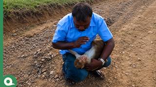 Animals That Trusted Humans for Help Emotional Moments